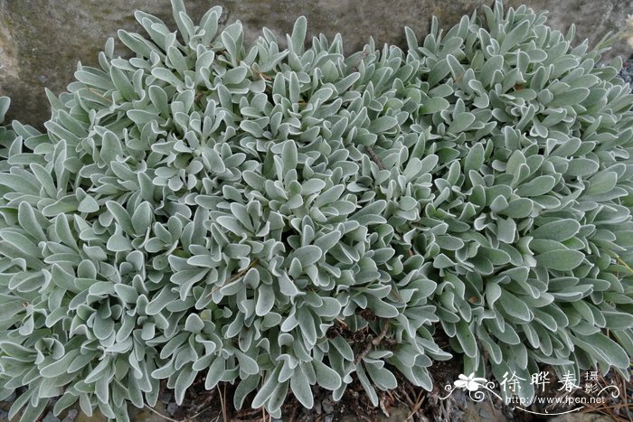 索普蜡菊Helichrysum sibthorpii