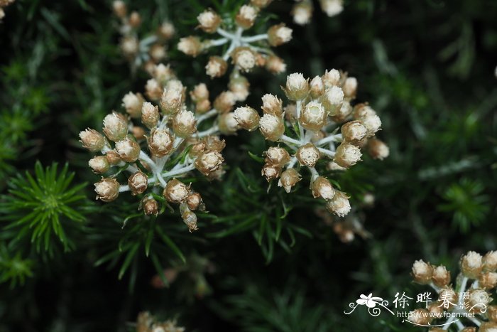 柱叶蜡菊helichrysumteretifolium