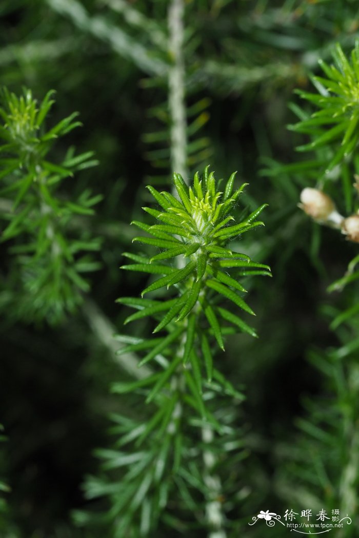 柱叶蜡菊helichrysumteretifolium