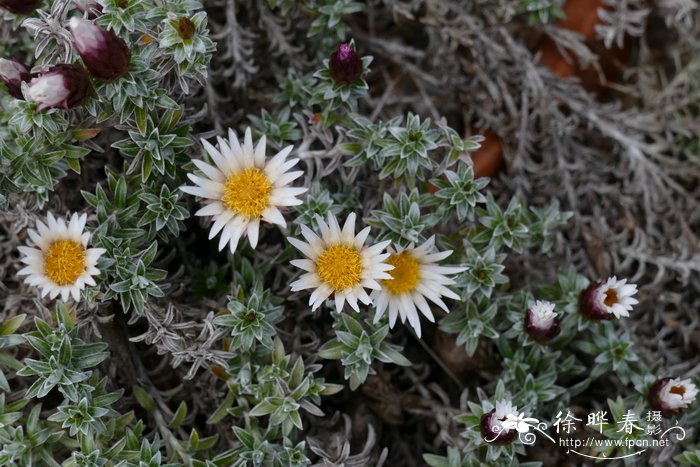莱索托蜡菊Helichrysum retortoides