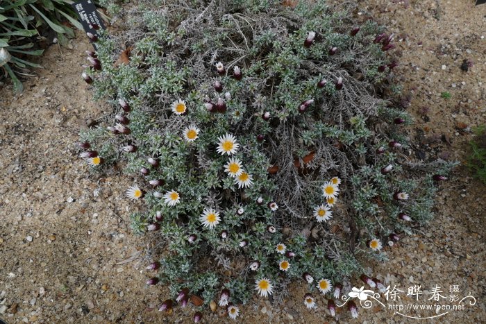 莱索托蜡菊Helichrysum retortoides