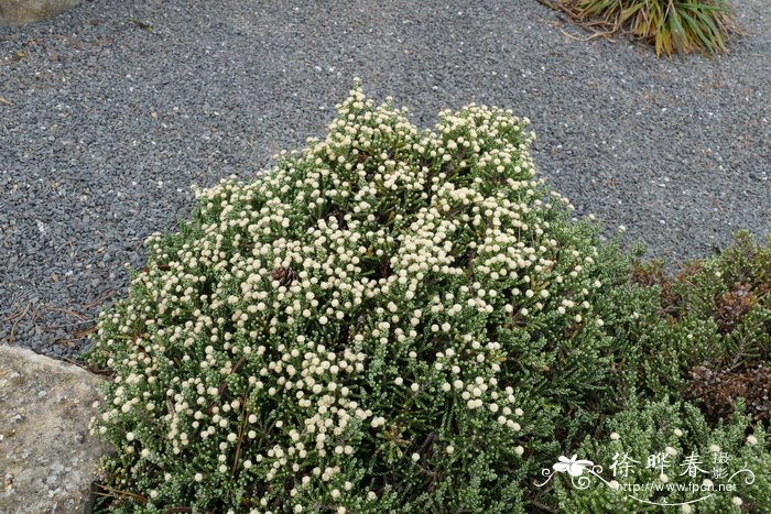 '大花'石松叶蜡菊Helichrysum selago 'Major'