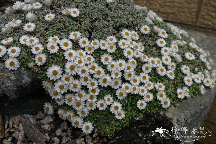 雷托尔蜡菊Helichrysum sessilioides