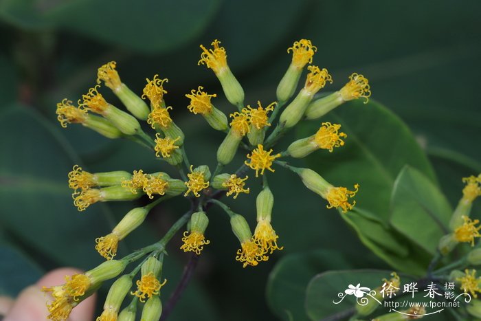 布克瓦德盘花千里光Solanecio buchwaldii