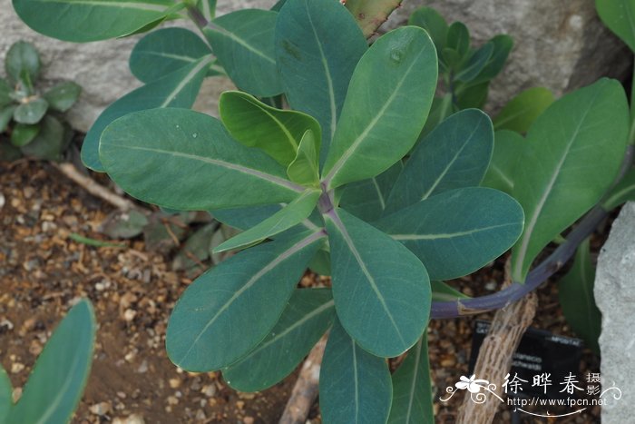 布克瓦德盘花千里光Solanecio buchwaldii