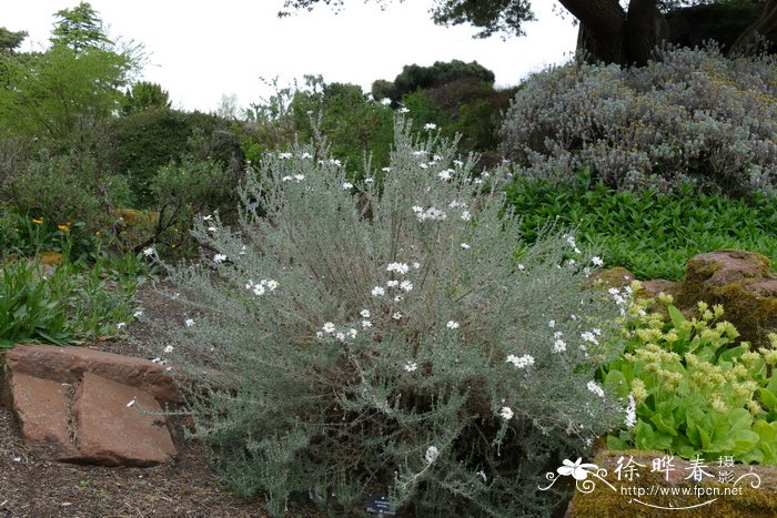 绢毛秀菊木 Eumorphia sericea