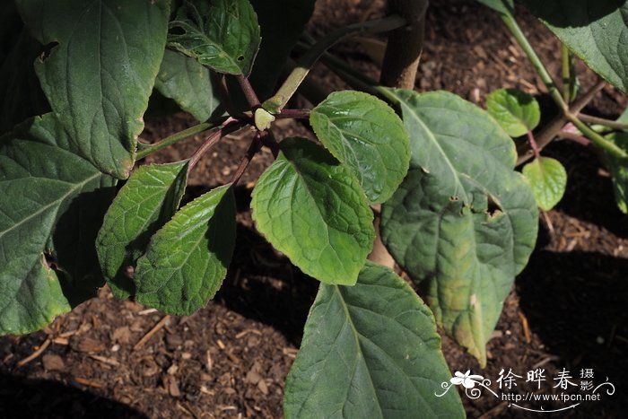 大叶泽兰Eupatorium megalophyllum