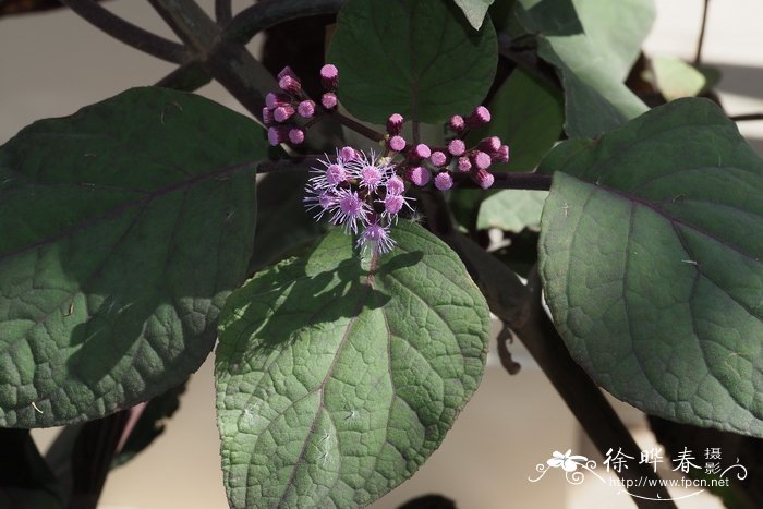 大叶泽兰Eupatorium megalophyllum