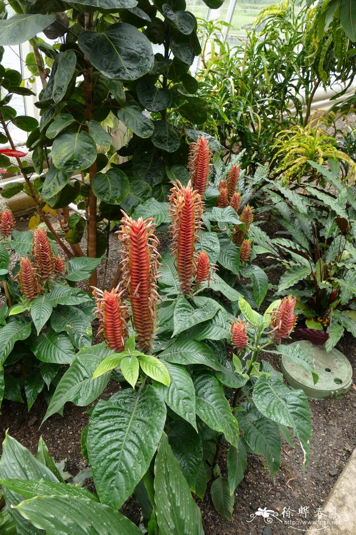 黄花单药花Aphelandra flava