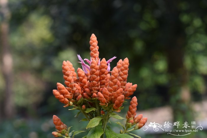 珊瑚塔Aphelandra sinclairiana