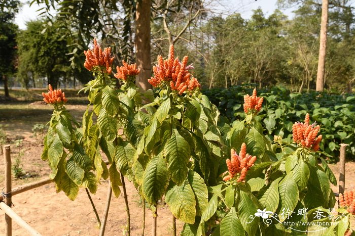 珊瑚塔Aphelandra sinclairiana