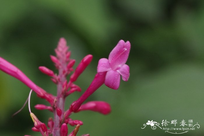美序红楼花Odontonema callistachyum