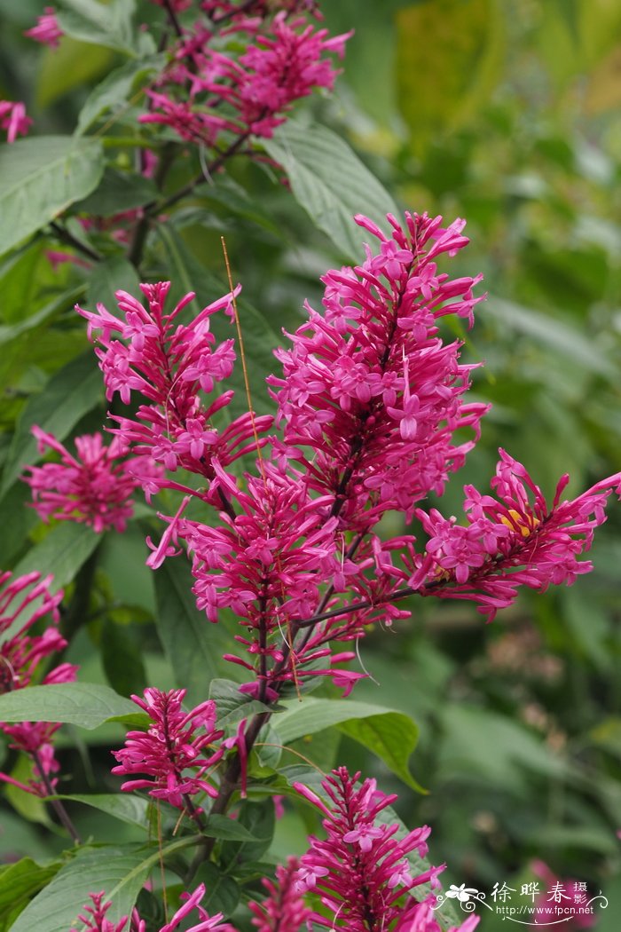 美序红楼花Odontonema callistachyum