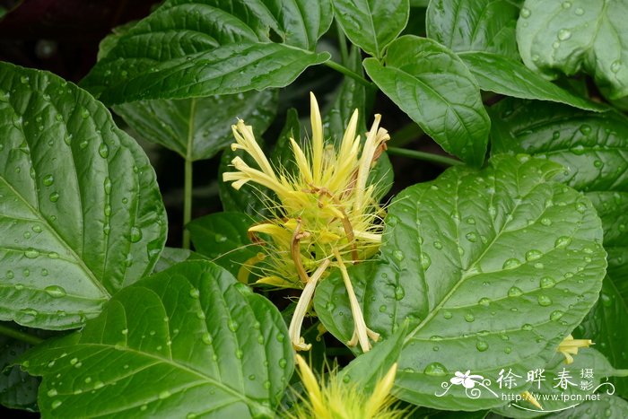 白金羽花Schaueria flavicoma