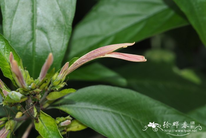 细管爵床Justicia appendiculata