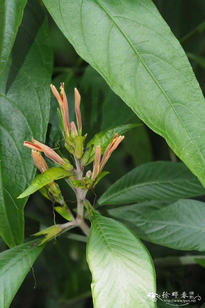 细管爵床Justicia appendiculata