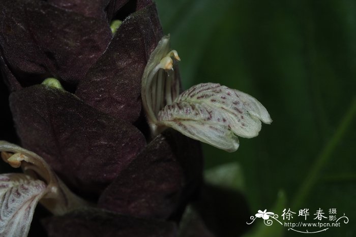 黑叶小驳骨Justicia ventricosa