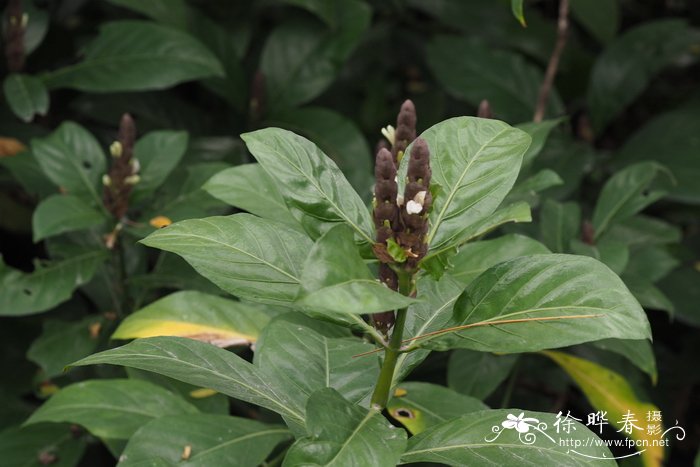 黑叶小驳骨Justicia ventricosa