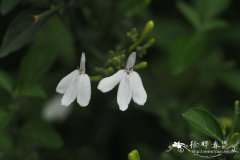 白鹤灵芝 Rhinacanthus nasutus