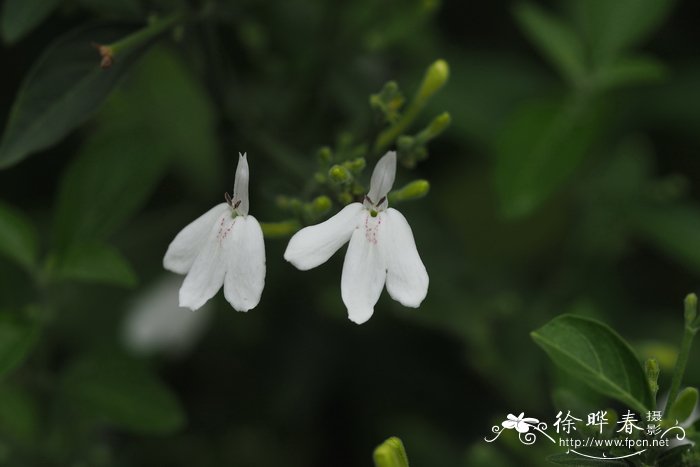 白鹤灵芝 Rhinacanthus nasutus
