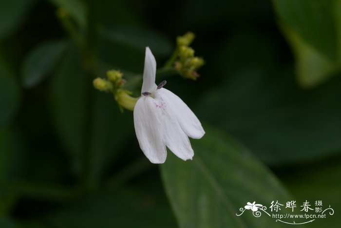 白鹤灵芝 Rhinacanthus nasutus