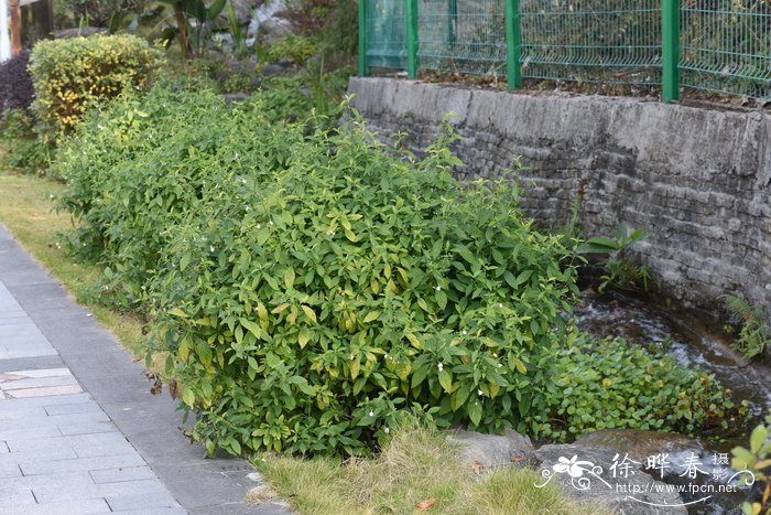 白鹤灵芝 Rhinacanthus nasutus