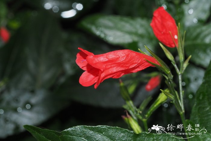 短叶芦莉Ruellia brevifolia