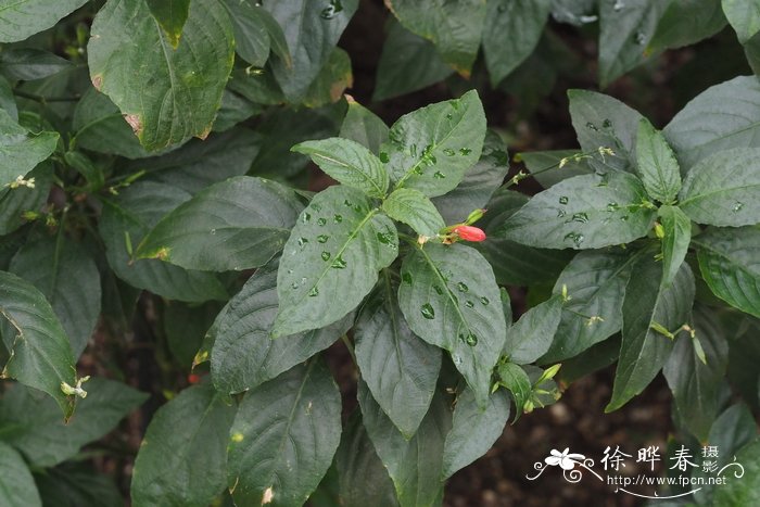短叶芦莉Ruellia brevifolia