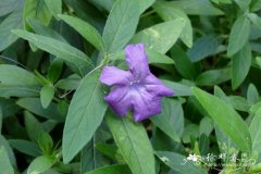 睫刺芦莉草 Ruellia caroliniensis subsp. ciliosa