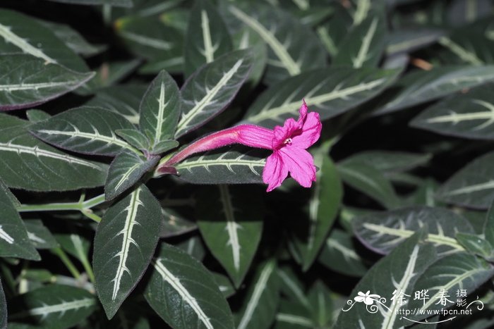波尔泰拉芦莉草Ruellia portellae