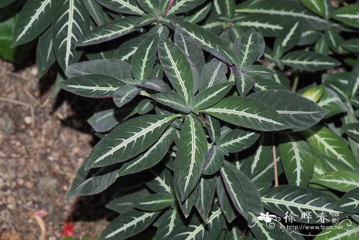 波尔泰拉芦莉草Ruellia portellae