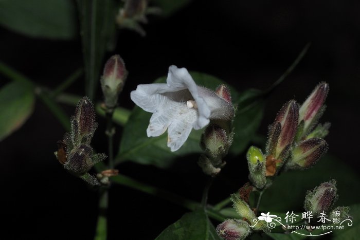 圆苞金足草Strobilanthes pentstemonoides