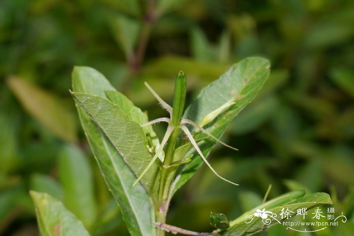 芦莉草Ruellia tuberosa
