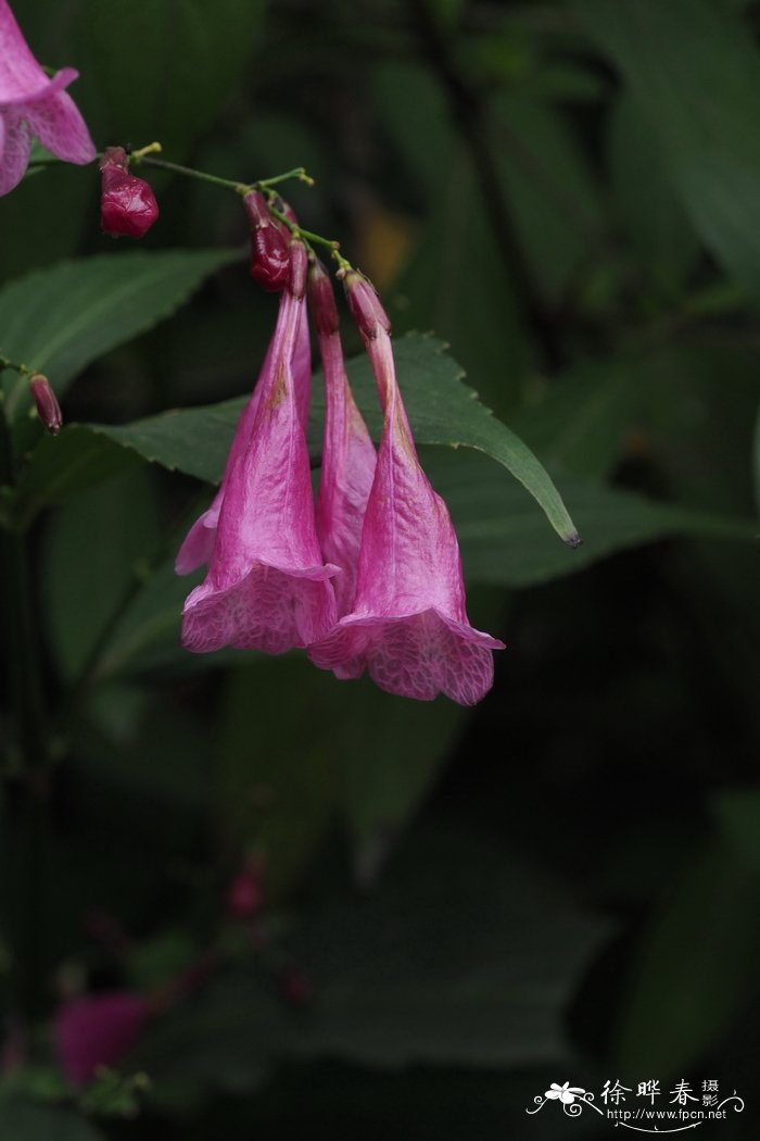 叉花草 Strobilanthes hamiltoniana