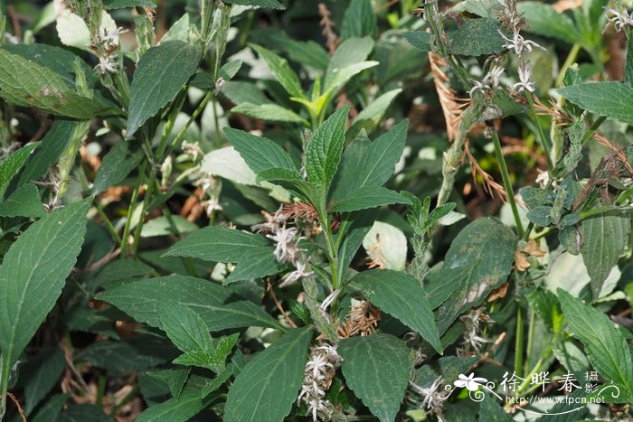南一笼鸡Strobilanthes henryi