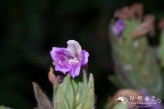四列马蓝Strobilanthes quadrifaria