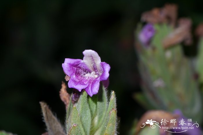 四列马蓝Strobilanthes quadrifaria