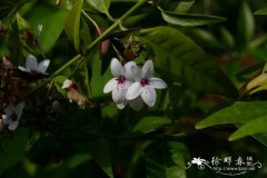 毛萼山壳骨Pseuderanthemum seticalyx
