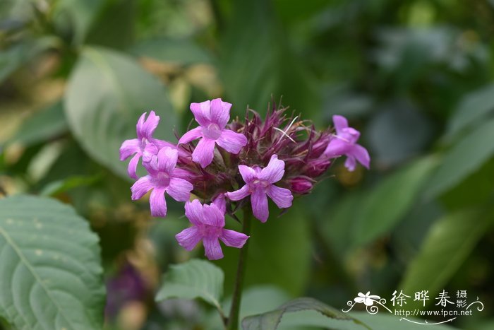 林君木Suessenguthia multisetosa