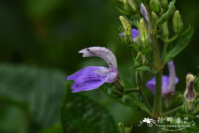 逐马蓝Brillantaisia owariensis