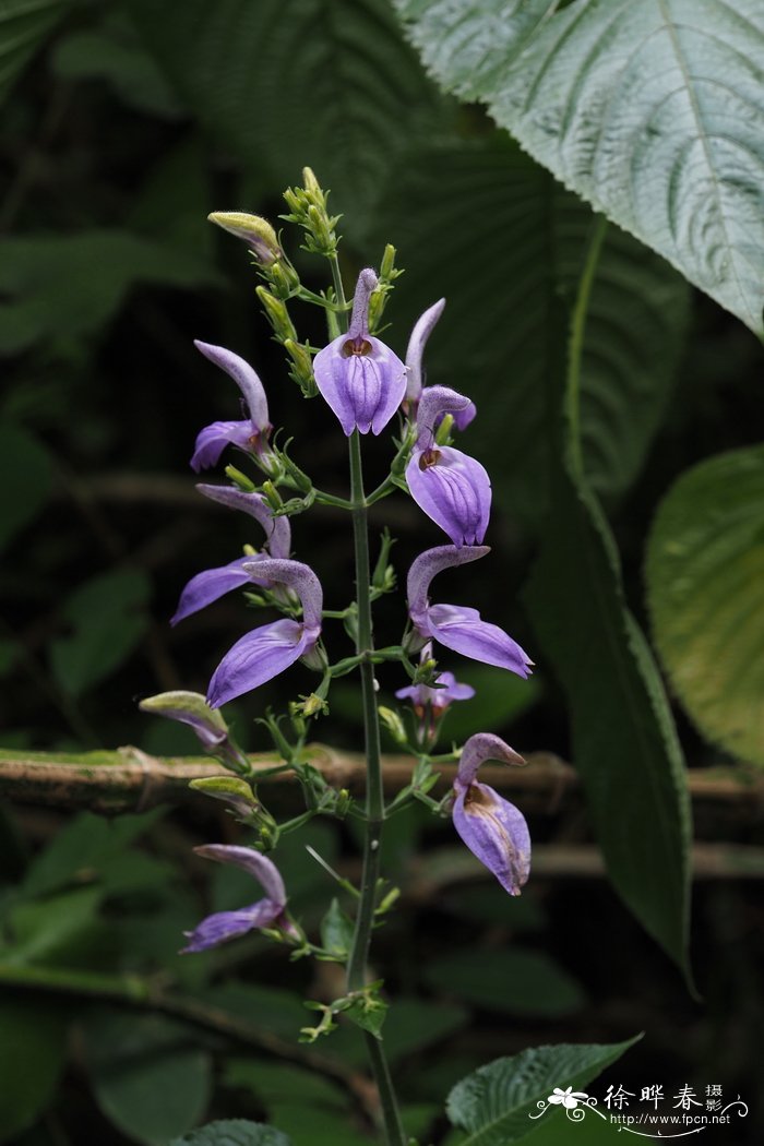逐马蓝Brillantaisia owariensis