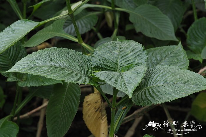 逐马蓝Brillantaisia owariensis