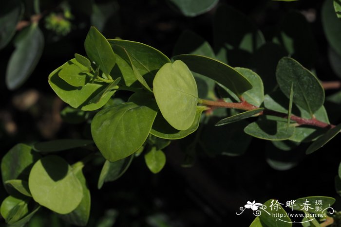 凸花炬樱木Pterocelastrus tricuspidatus