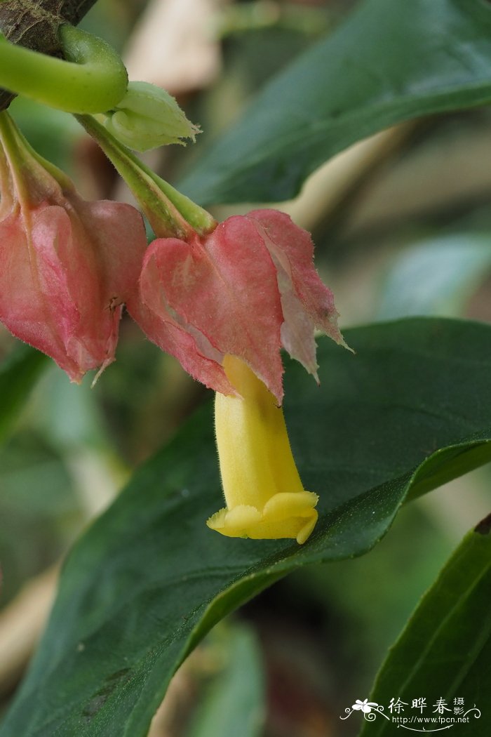 毛彩苞岩桐Drymonia strigosa