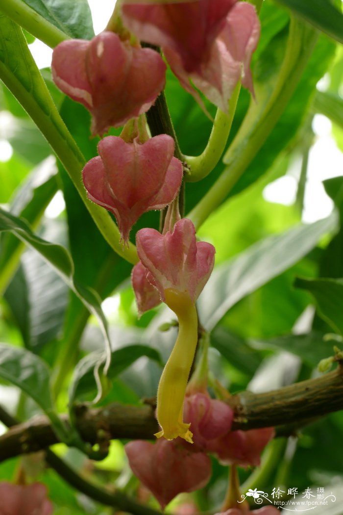 毛彩苞岩桐Drymonia strigosa