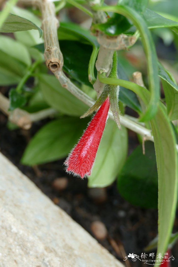 厚叶袋鼠花Nematanthus crassifolius