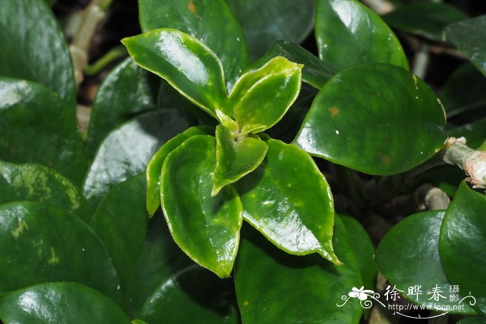 厚叶袋鼠花Nematanthus crassifolius