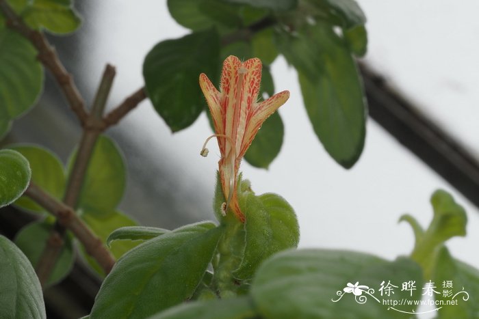 美丽鲸鱼花Columnea proctorii