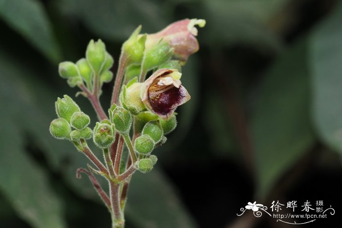 白绒皱叶岩桐Rhytidophyllum tomentosum