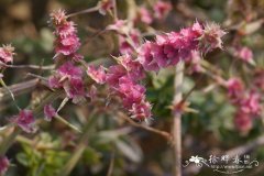 刺沙蓬Salsola tragus